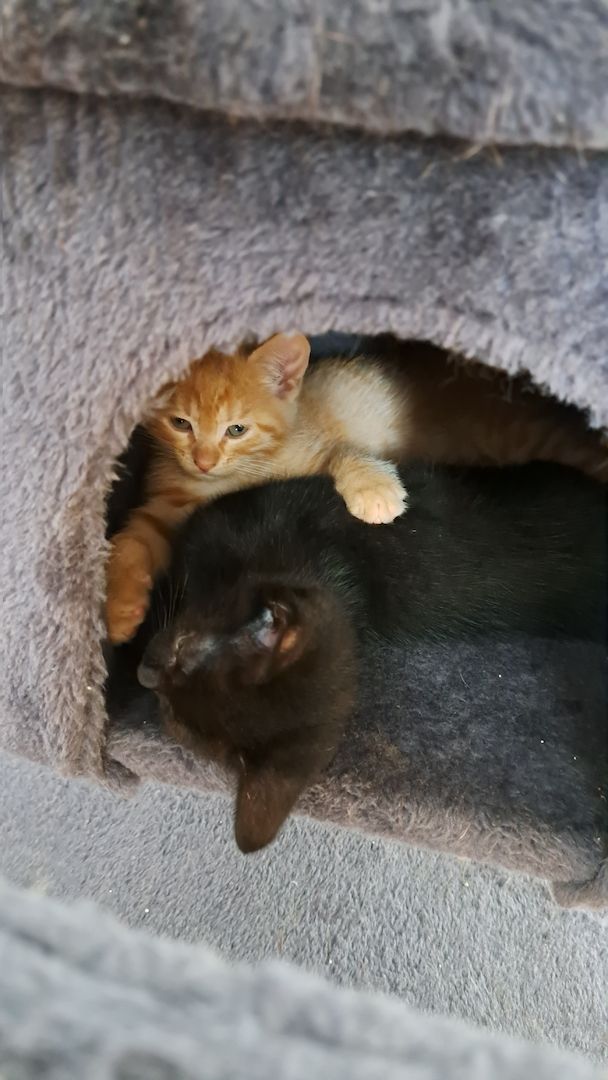 5 Süße Katzenbabys