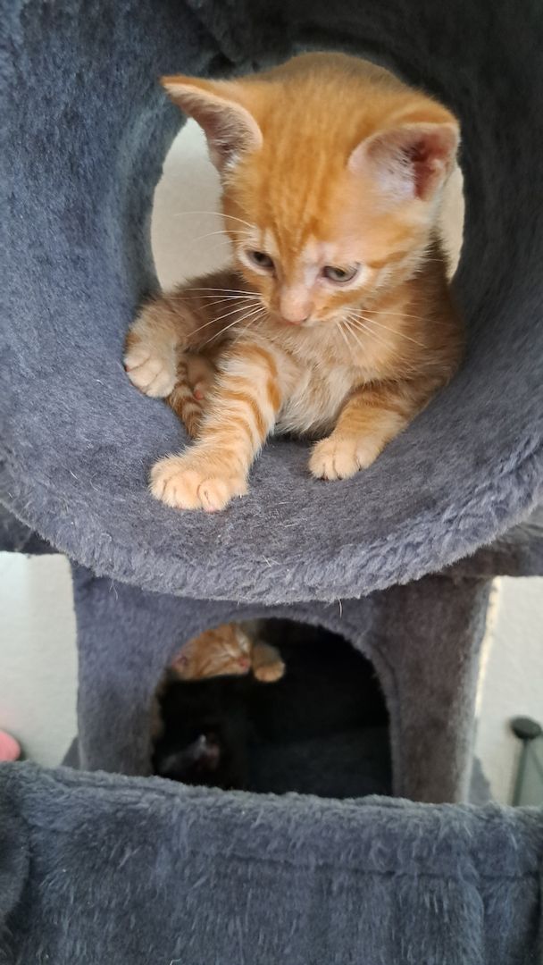 5 Süße Katzenbabys