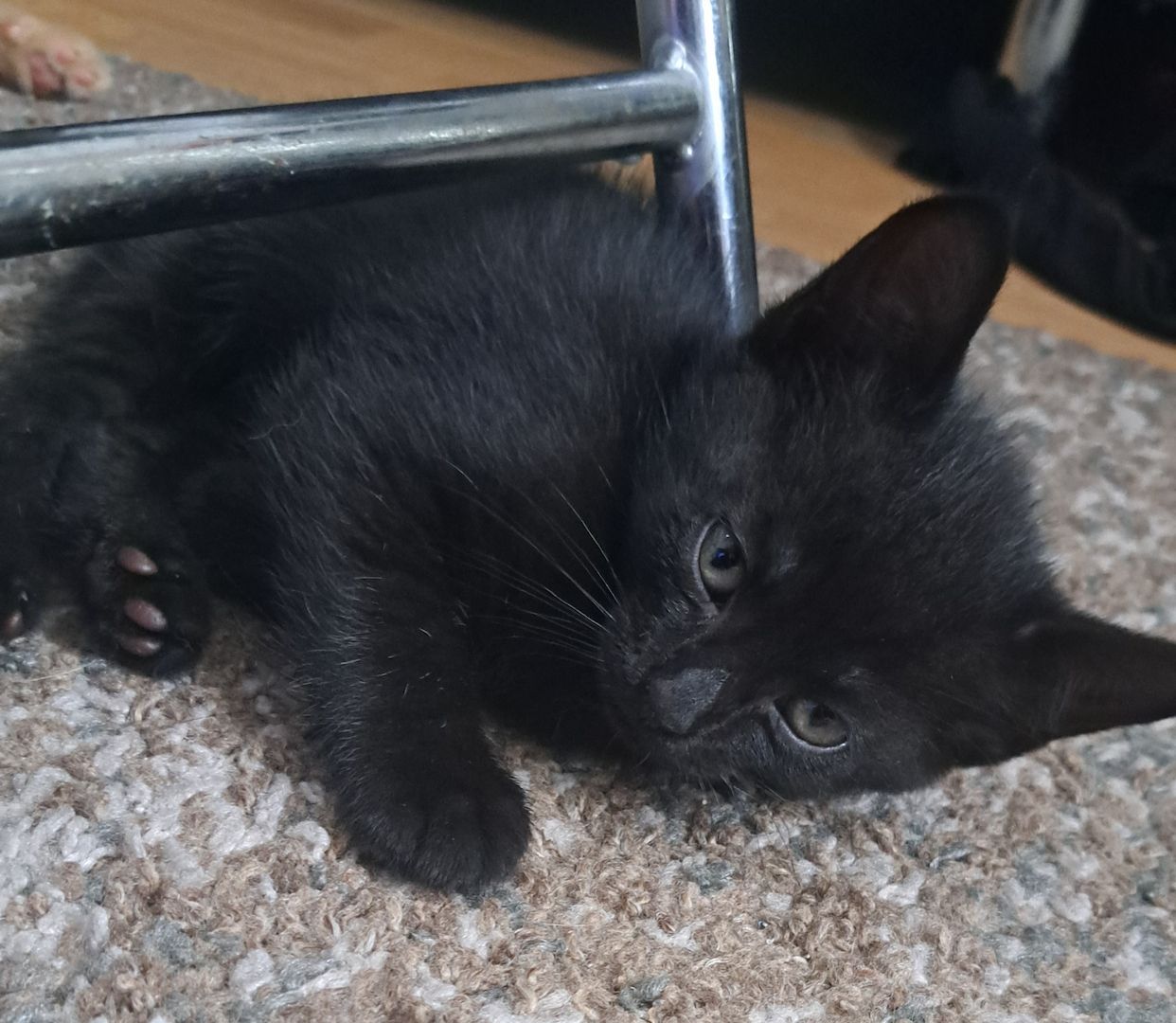 5 Süße Katzenbabys