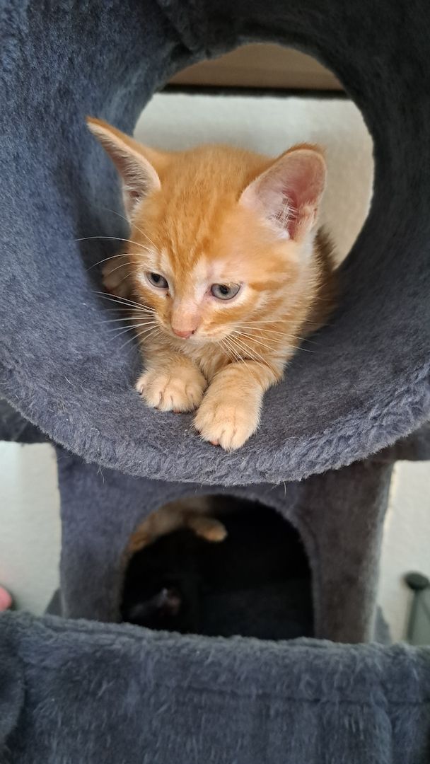 5 Süße Katzenbabys