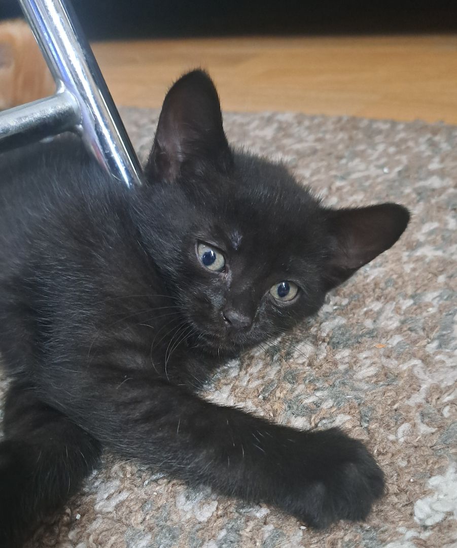 5 Süße Katzenbabys