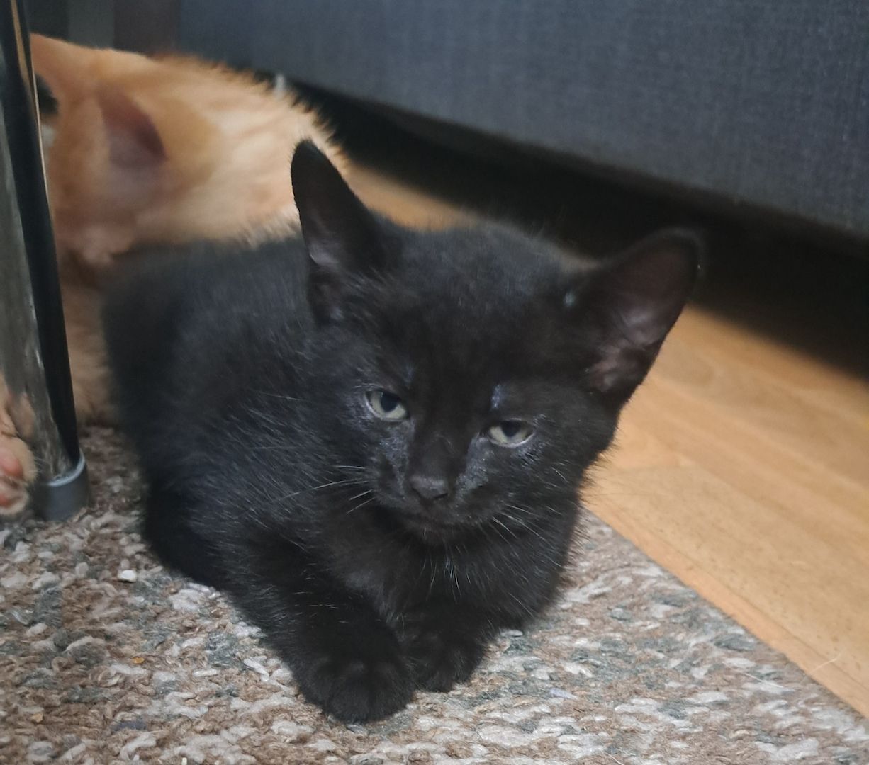 5 Süße Katzenbabys