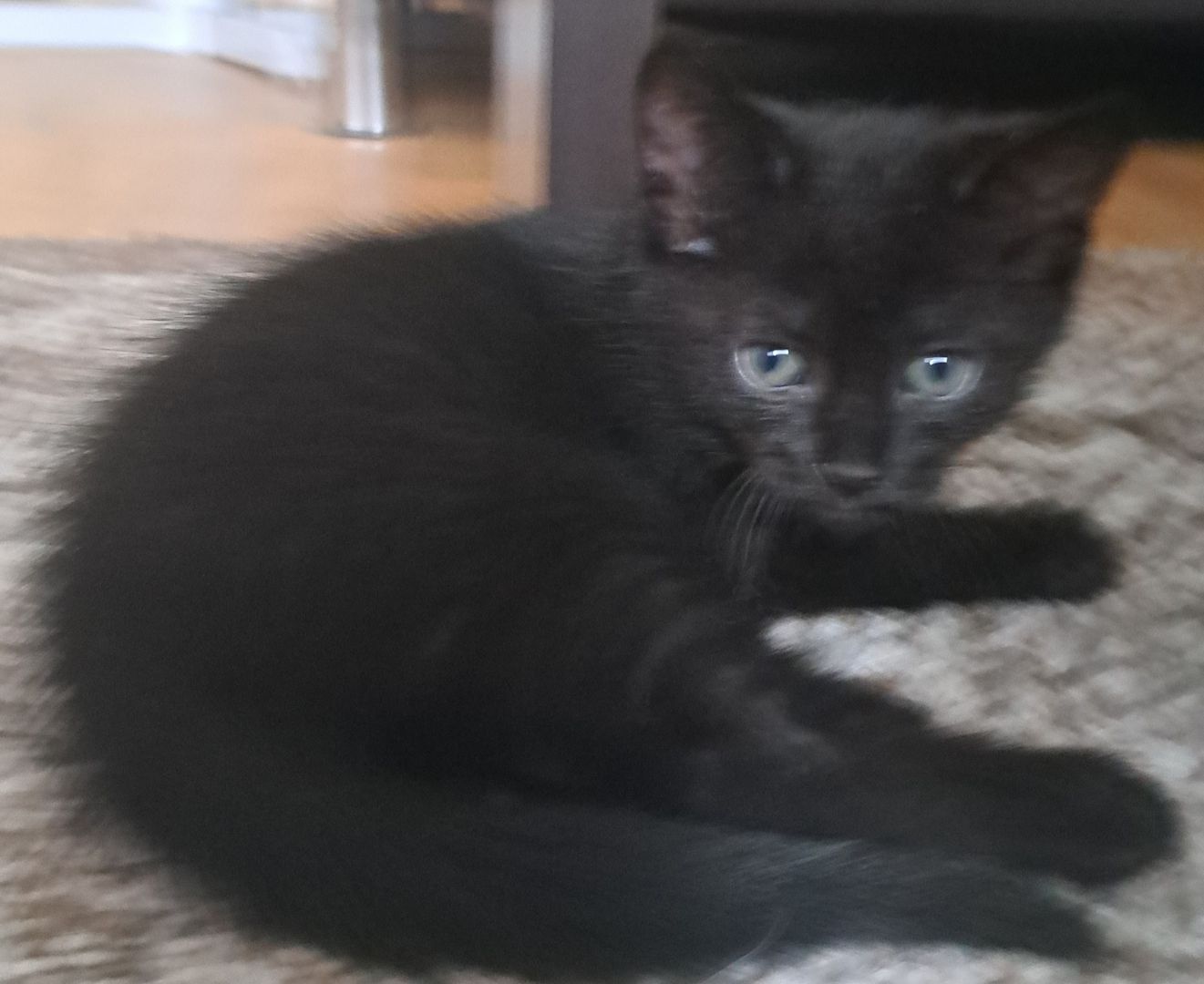 5 Süße Katzenbabys