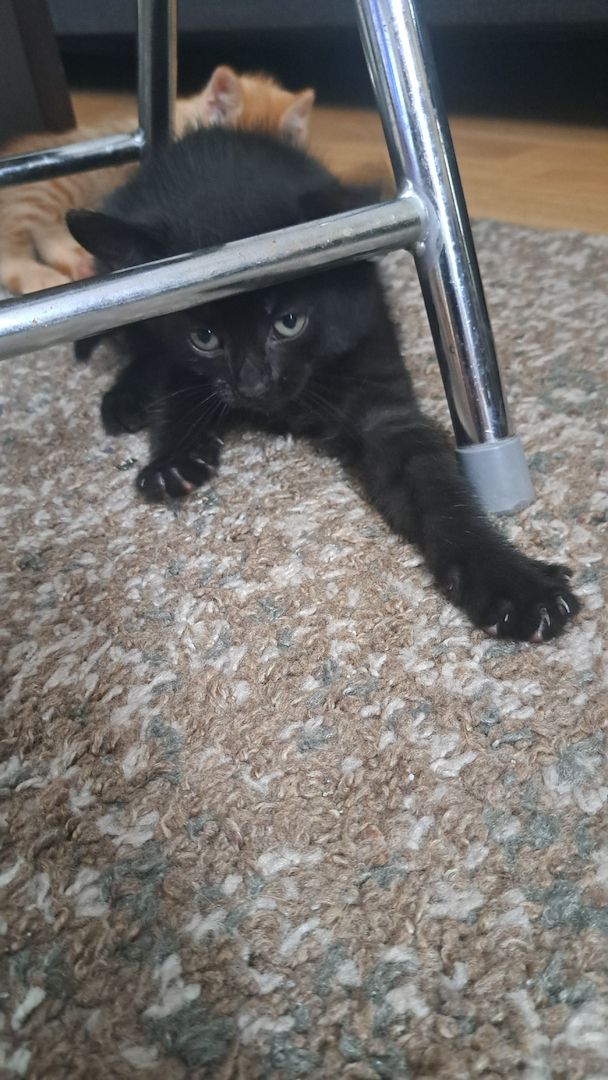 5 Süße Katzenbabys