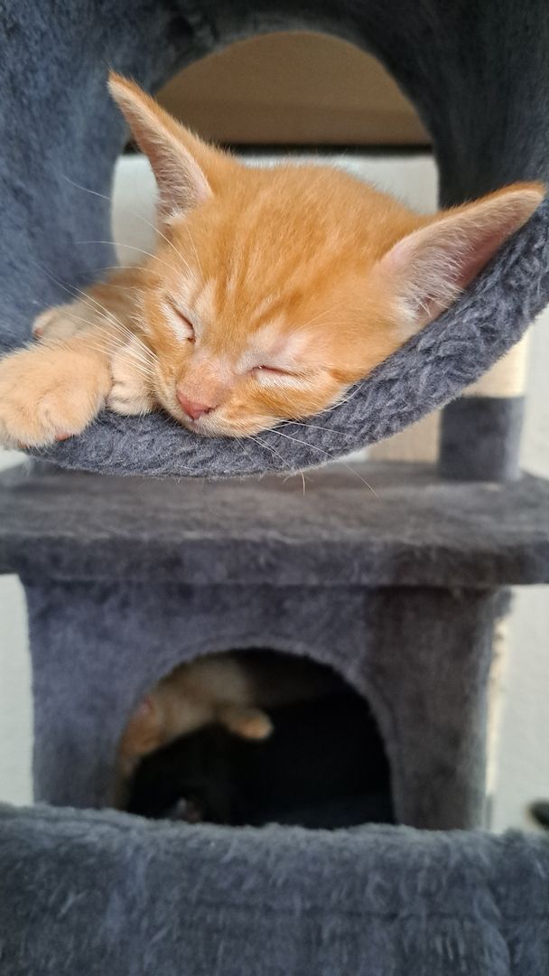 5 Süße Katzenbabys