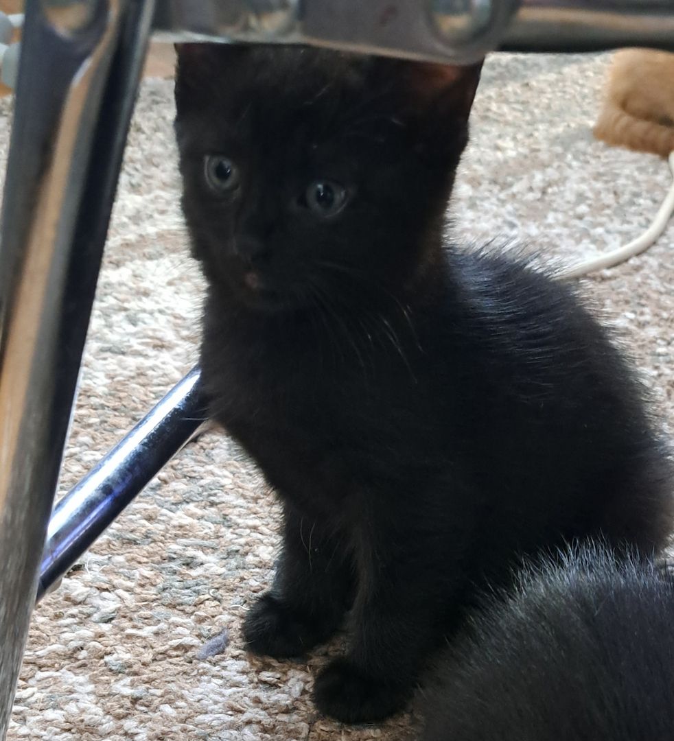 5 Süße Katzenbabys