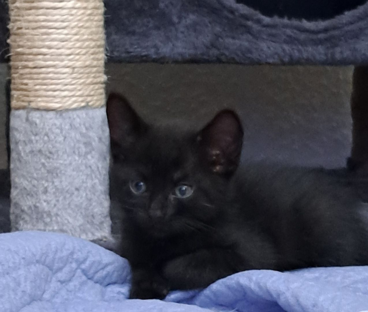 5 Süße Katzenbabys