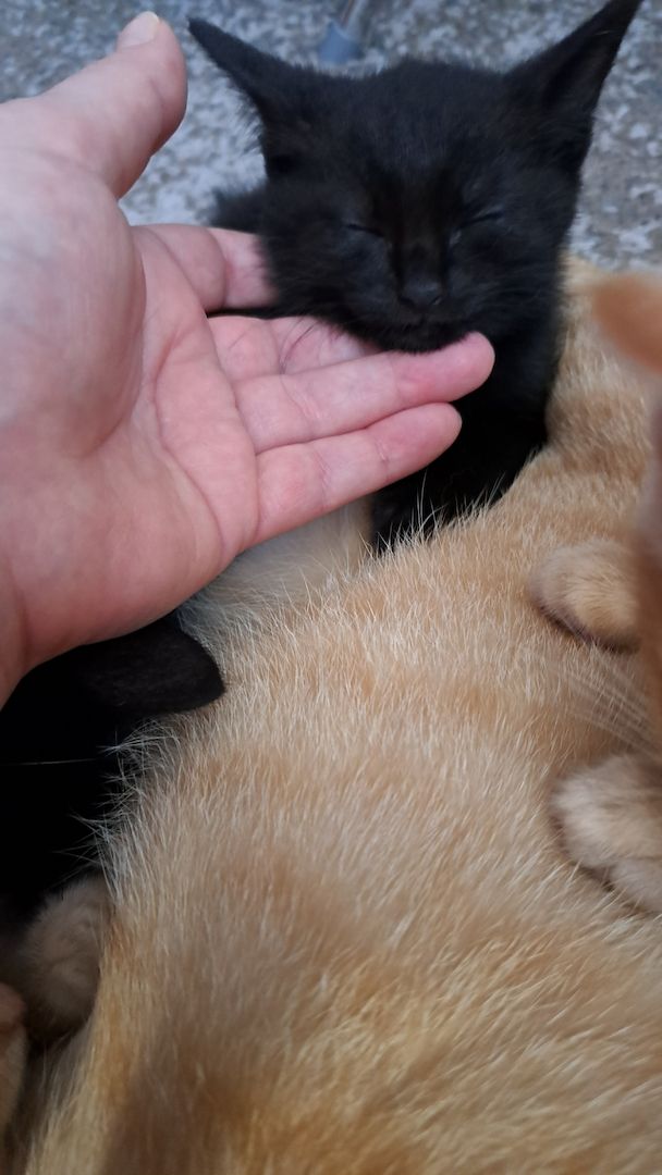 5 Süße Katzenbabys