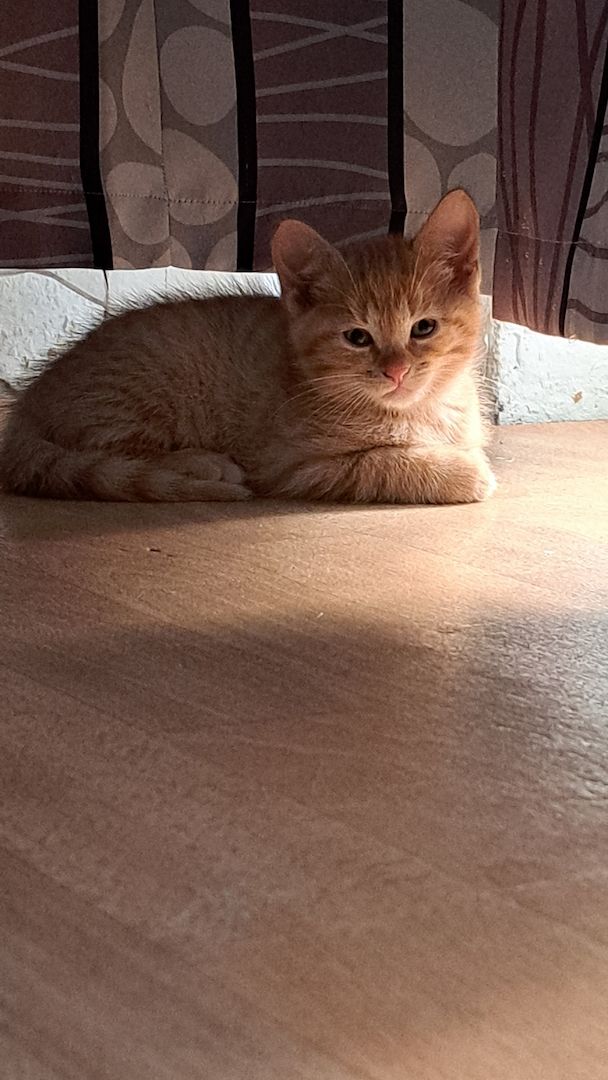 5 Süße Katzenbabys