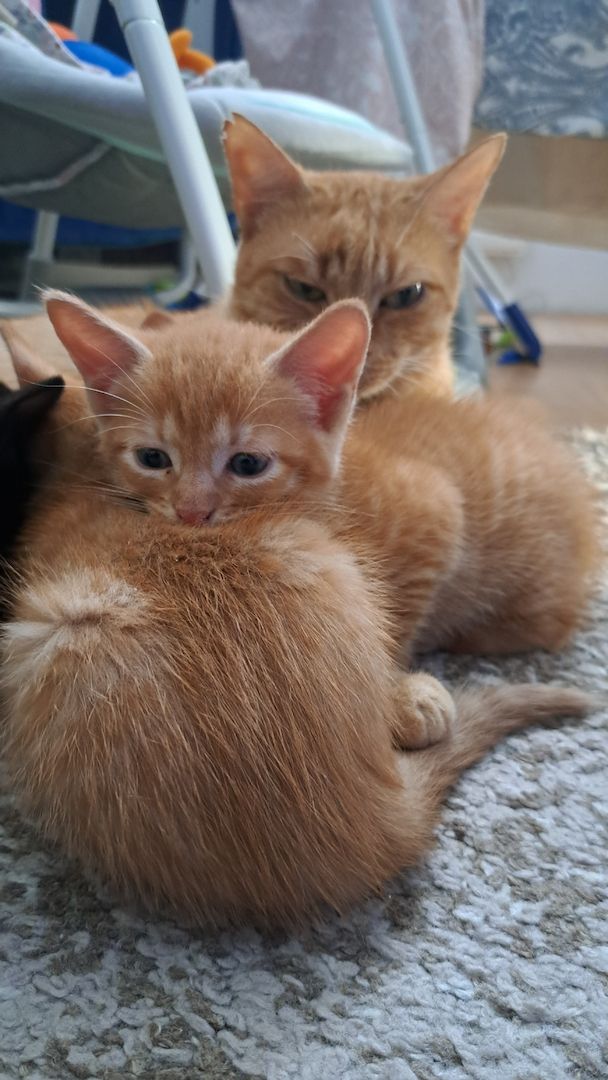 5 Süße Katzenbabys