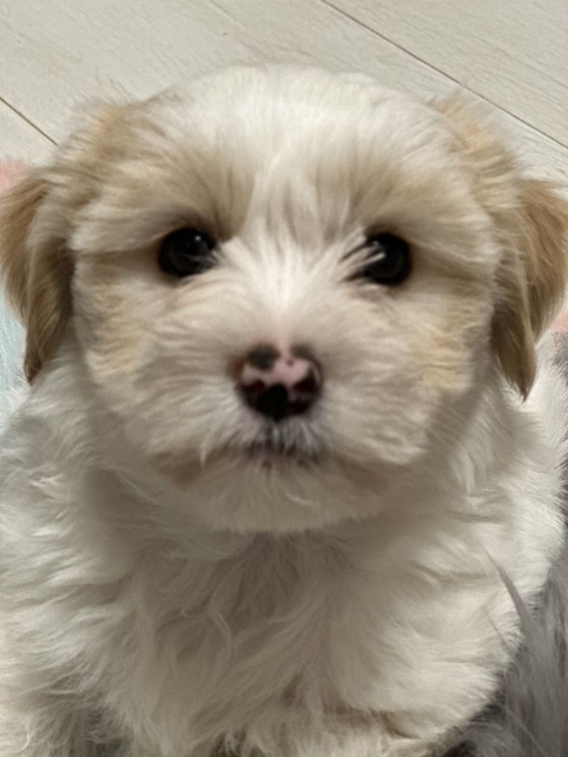 Biewer Yorkshire Golddust