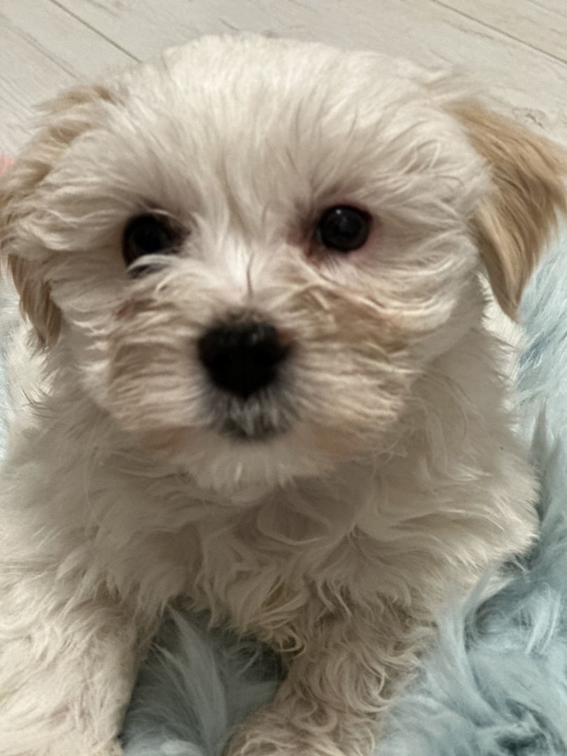 Biewer Yorkshire Golddust