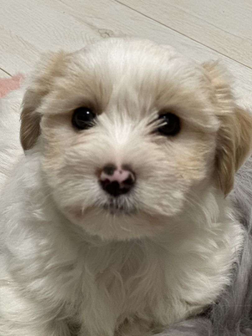 Biewer Yorkshire Golddust