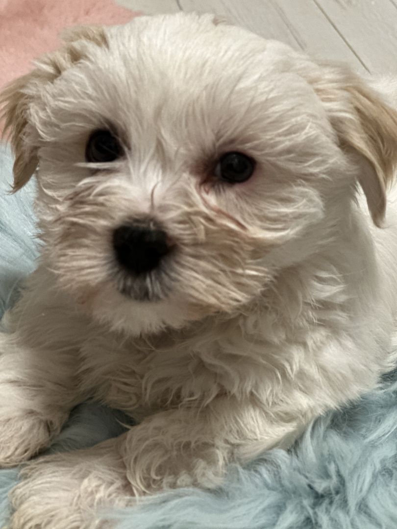 Biewer Yorkshire Golddust