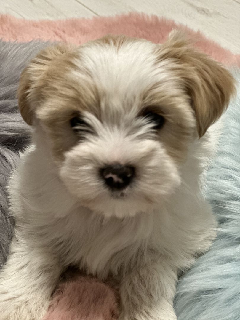 Biewer Yorkshire Golddust