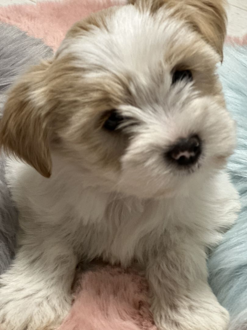 Biewer Yorkshire Golddust