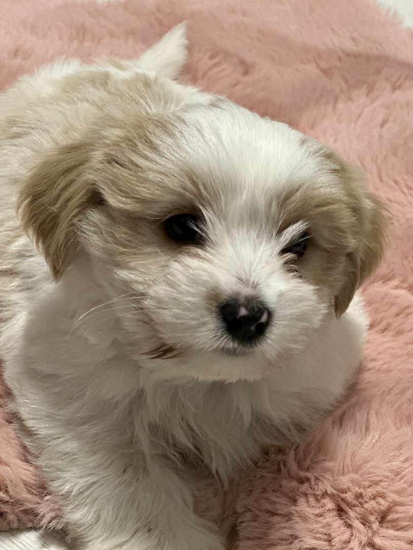 Biewer Yorkshire Golddust