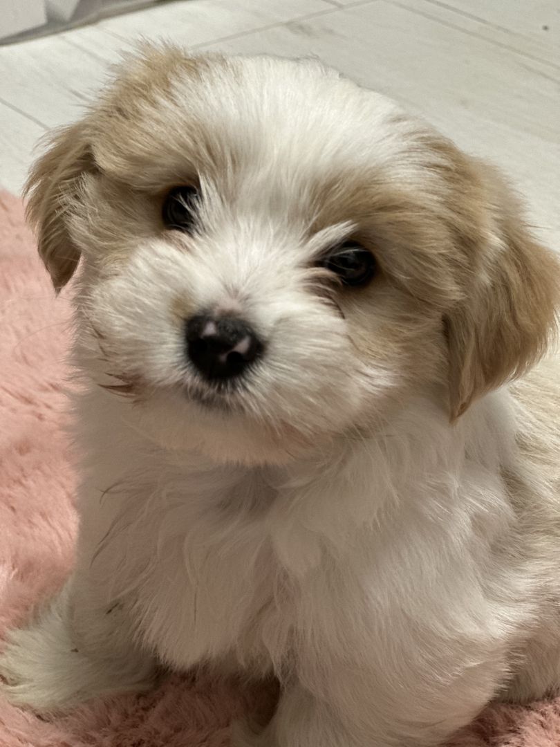 Biewer Yorkshire Golddust