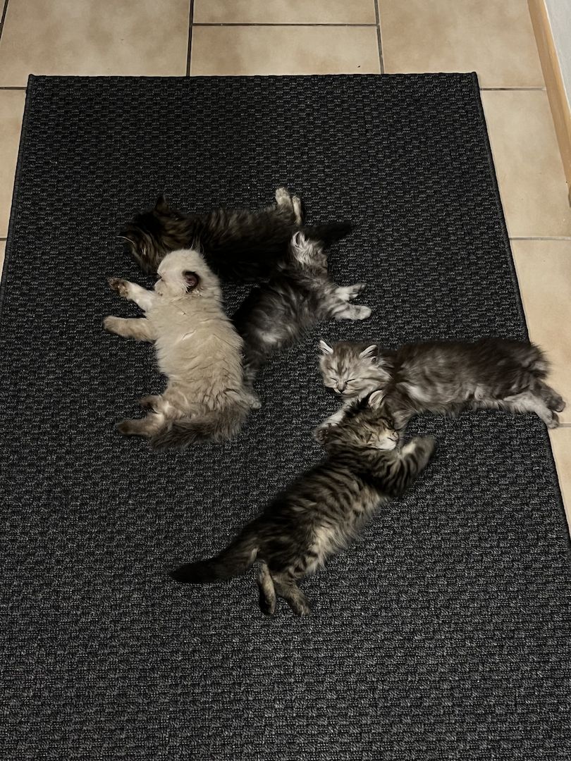 Perser / Maine Coon Kitten zu Verkaufen