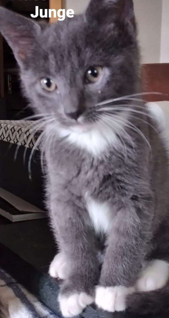 Knuddelige Russisch Blau BKH Mix 