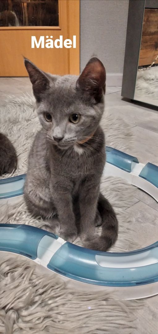 Knuddelige Russisch Blau BKH Mix 