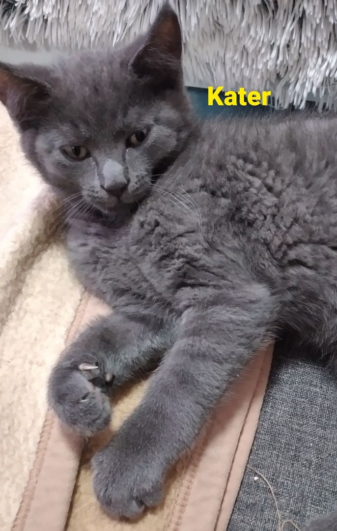 Knuddelige Russisch Blau BKH Mix 