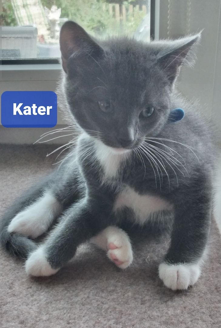 Knuddelige Russisch Blau BKH Mix 