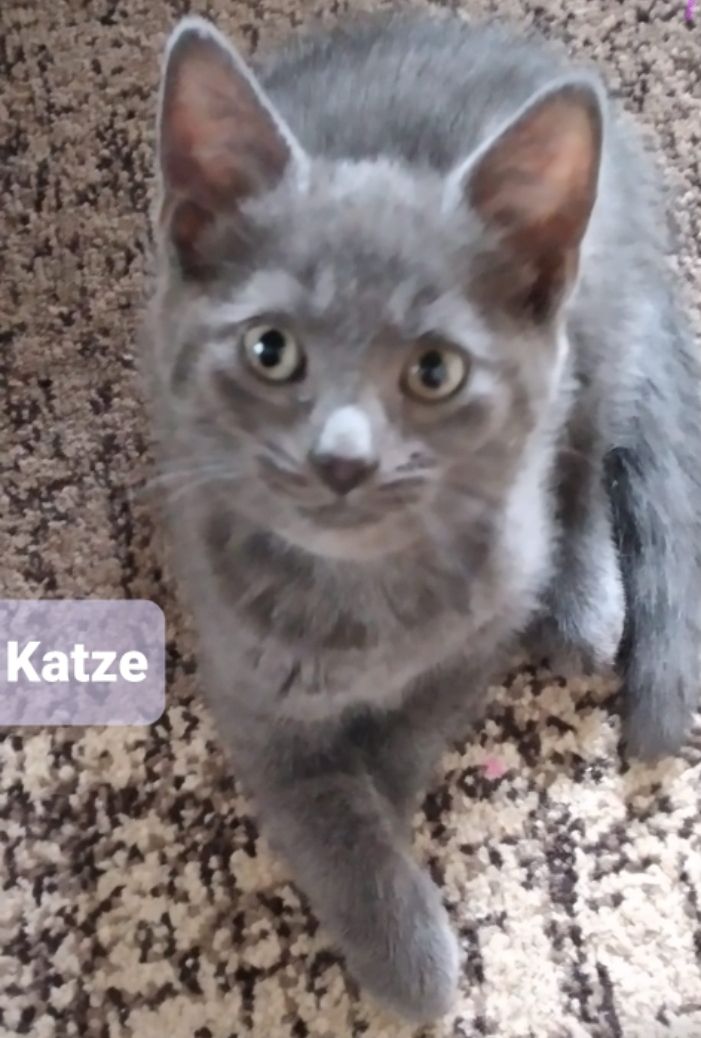 Knuddelige Russisch Blau BKH Mix 