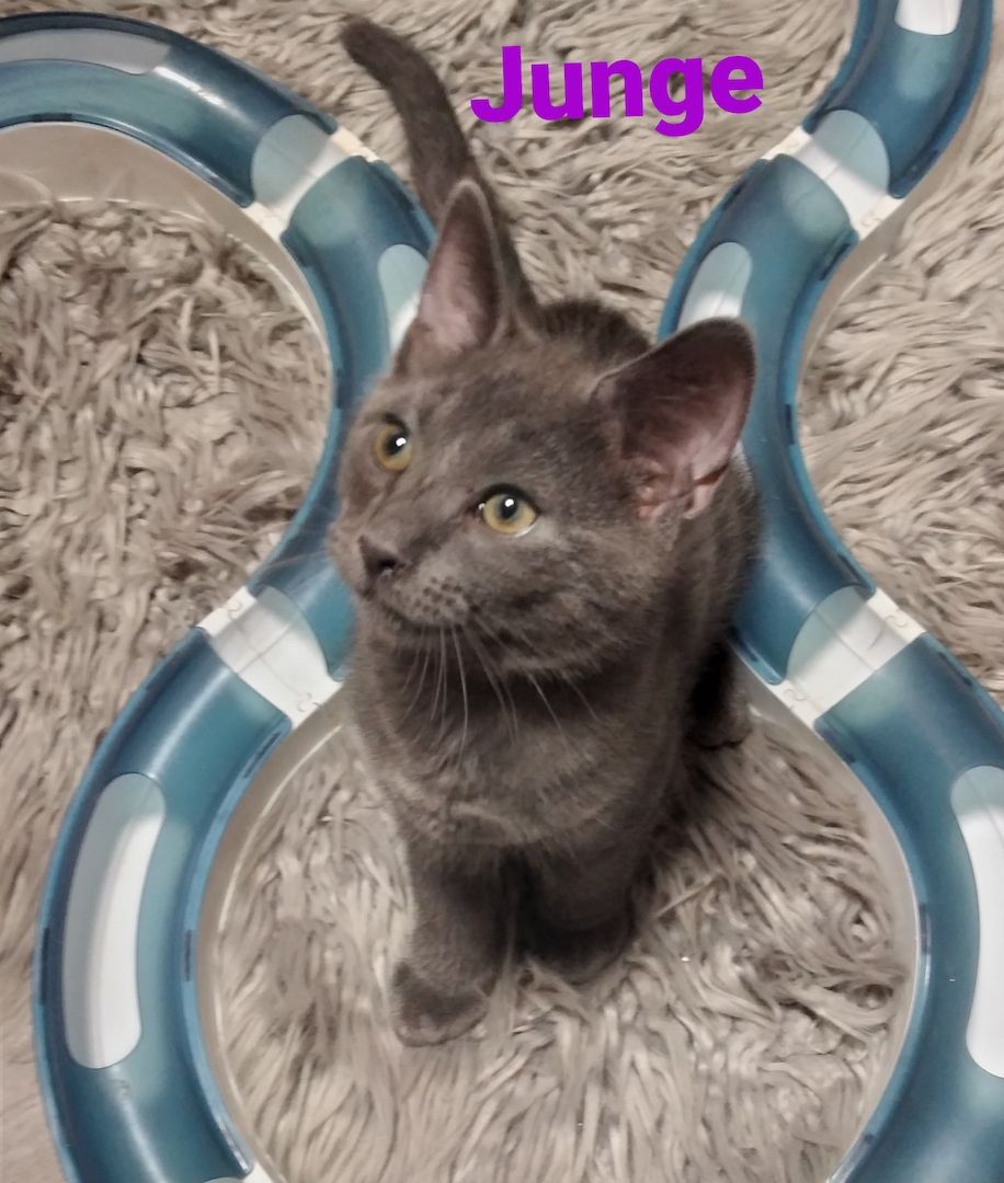 Knuddelige Russisch Blau BKH Mix 