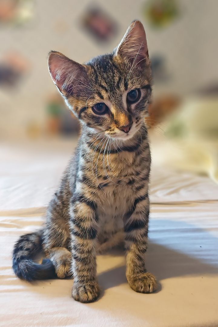 Wunderhübscher Kater sucht ein liebevolles Zuhause