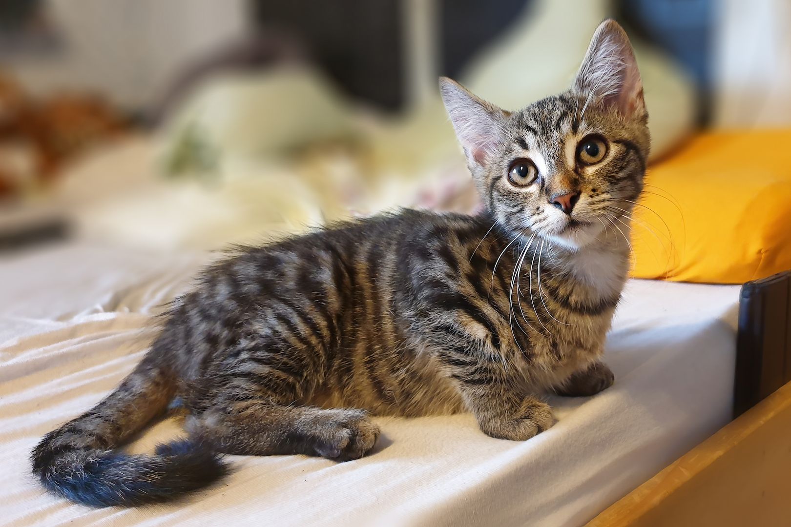 Wunderhübscher Kater sucht ein liebevolles Zuhause