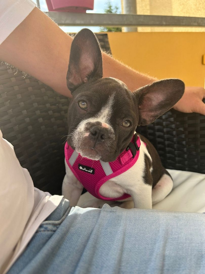 Französische Bulldogge