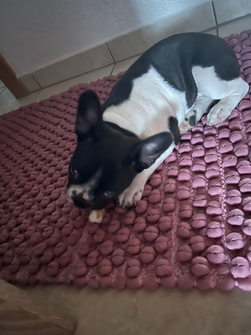 Französische Bulldogge