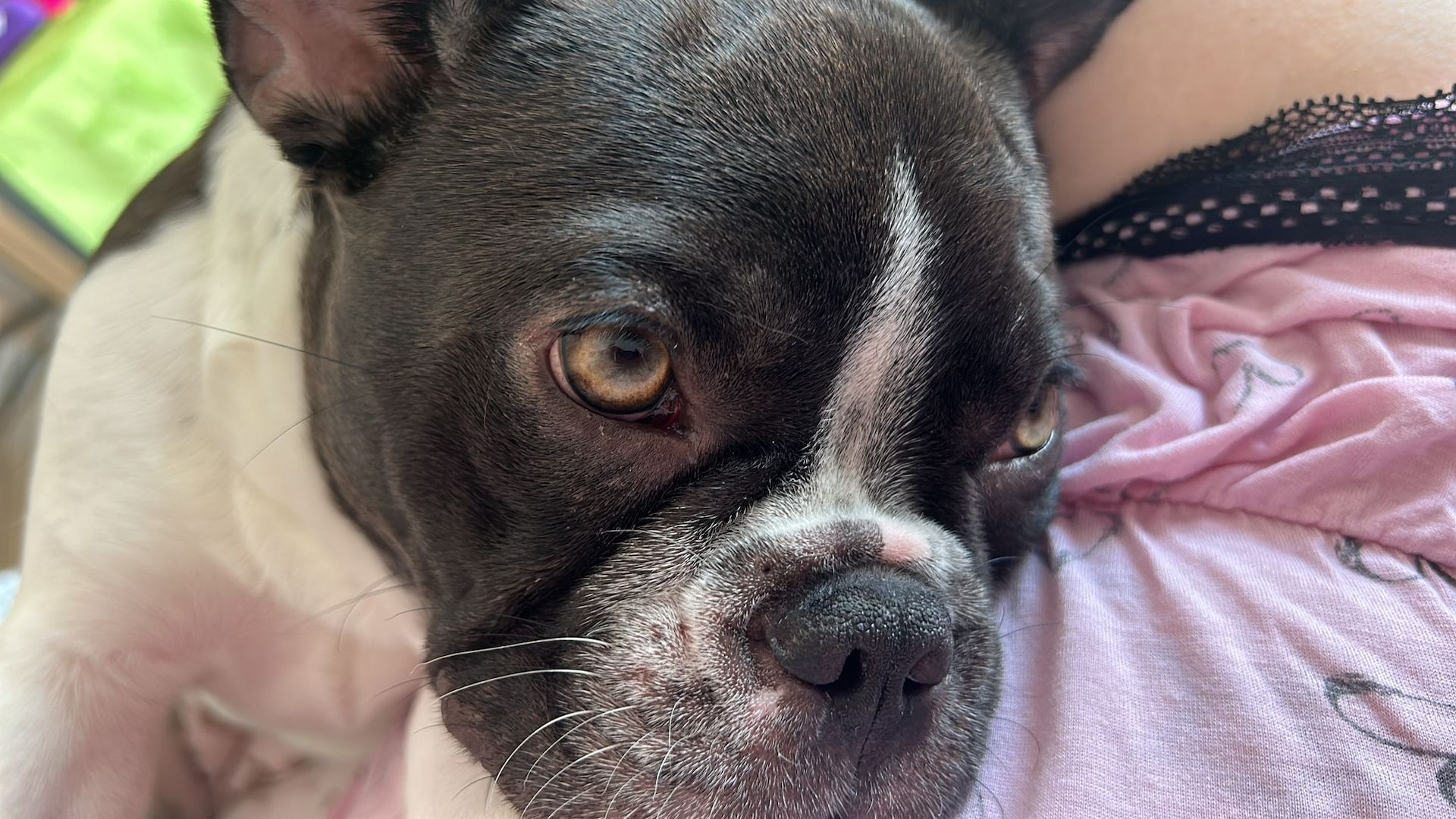 Französische Bulldogge