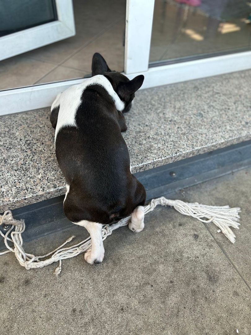 Französische Bulldogge