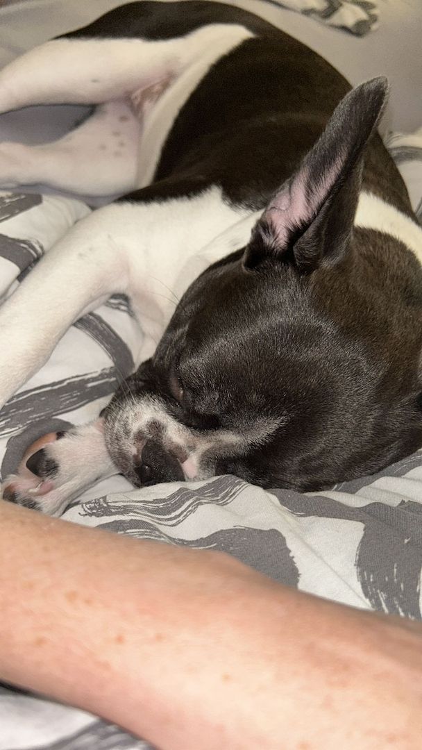 Französische Bulldogge