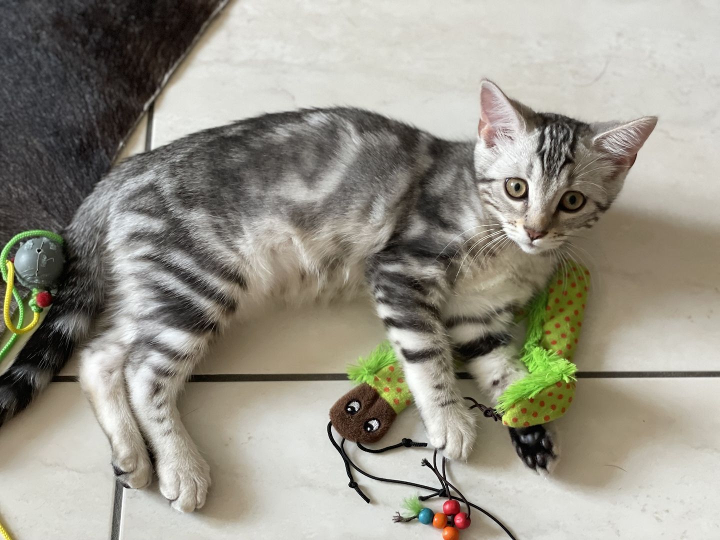 3 außergewöhnliche Katzenbabys Katzenkinder Kitten Bengal Britisch Langhaar