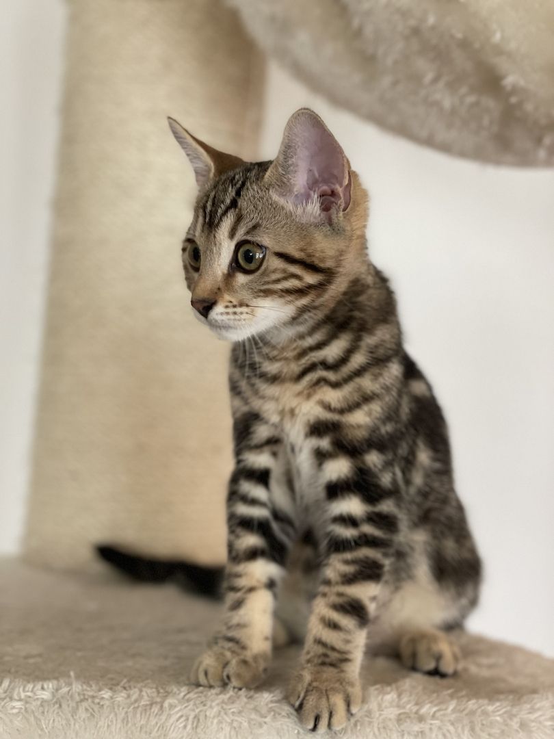 3 außergewöhnliche Katzenbabys Katzenkinder Kitten Bengal Britisch Langhaar