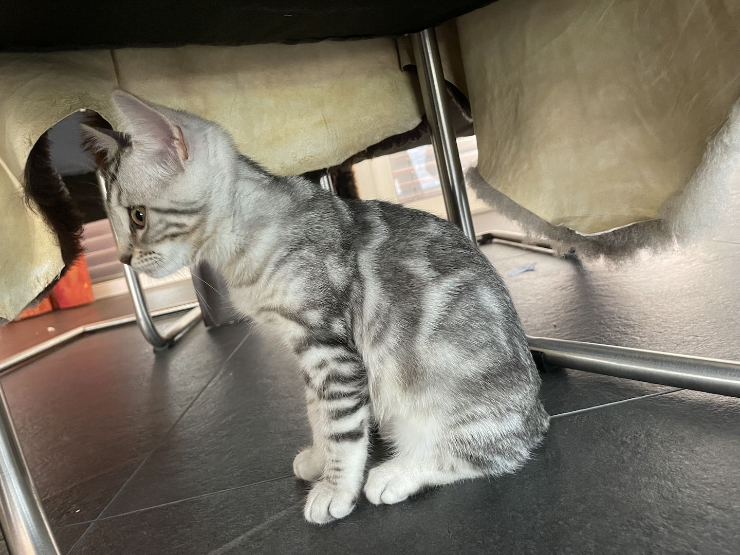 3 außergewöhnliche Katzenbabys Katzenkinder Kitten Bengal Britisch Langhaar