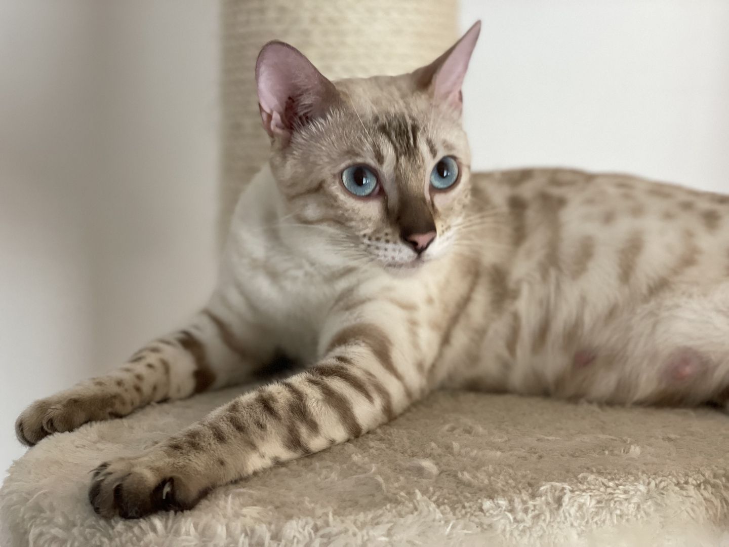 3 außergewöhnliche Katzenbabys Katzenkinder Kitten Bengal Britisch Langhaar