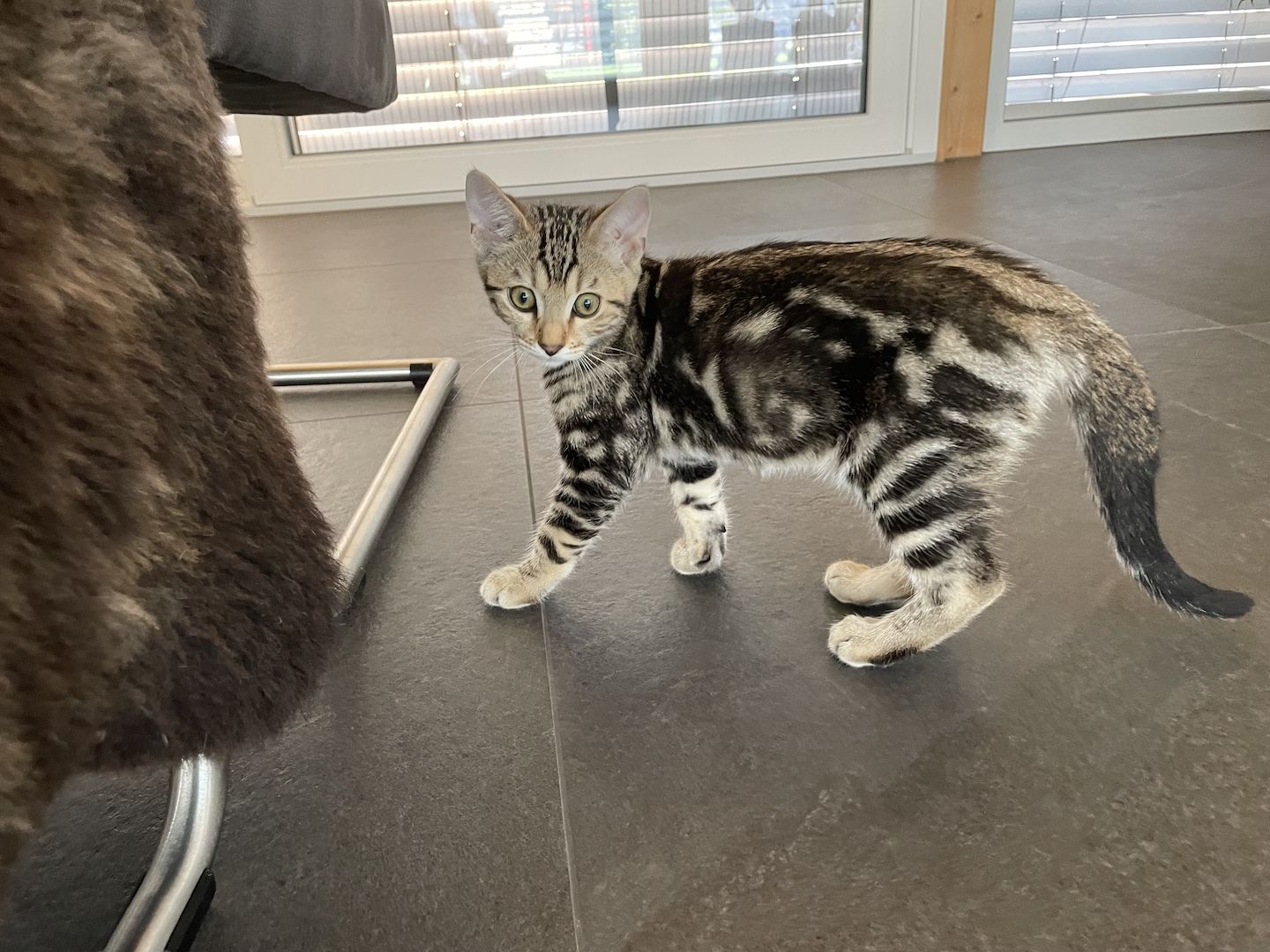 3 außergewöhnliche Katzenbabys Katzenkinder Kitten Bengal Britisch Langhaar