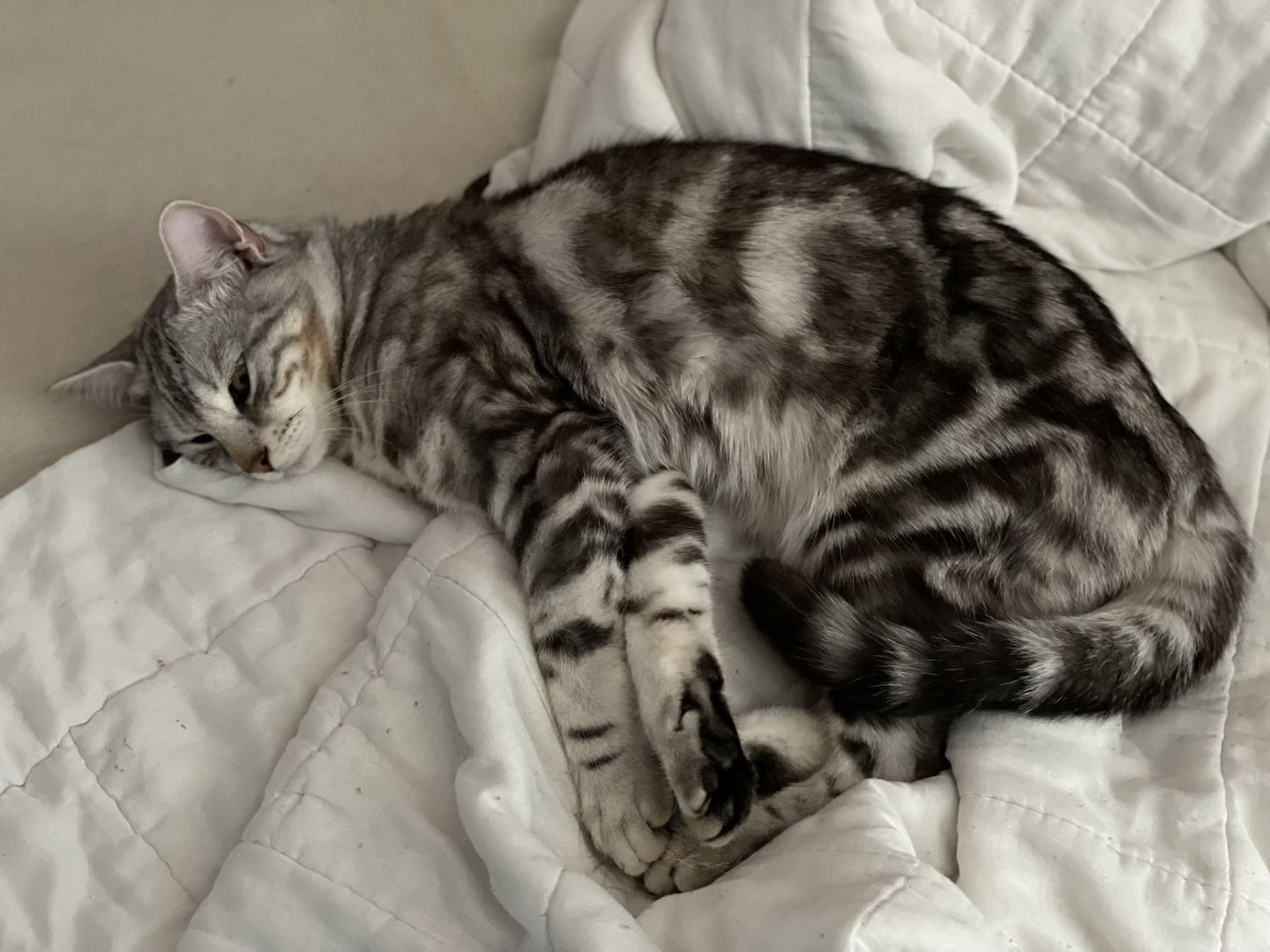 3 außergewöhnliche Katzenbabys Katzenkinder Kitten Bengal Britisch Langhaar