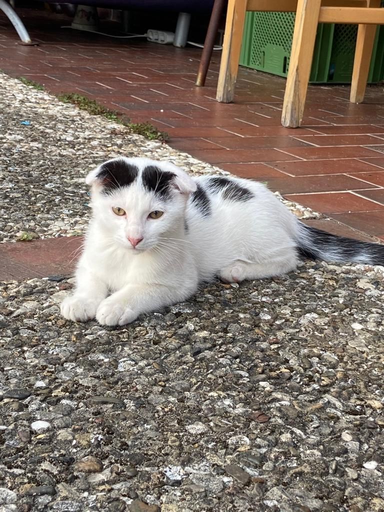 Mai Kätzchen / Kitten