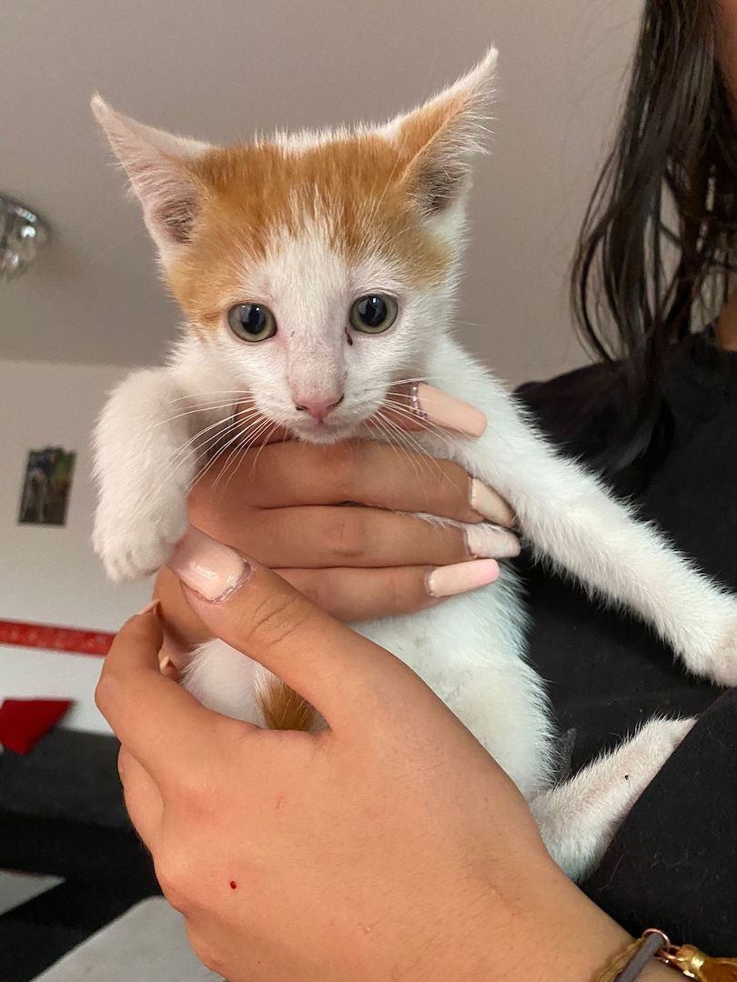 Mai Kätzchen / Kitten