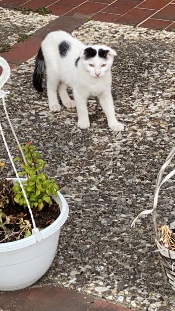 Mai Kätzchen / Kitten