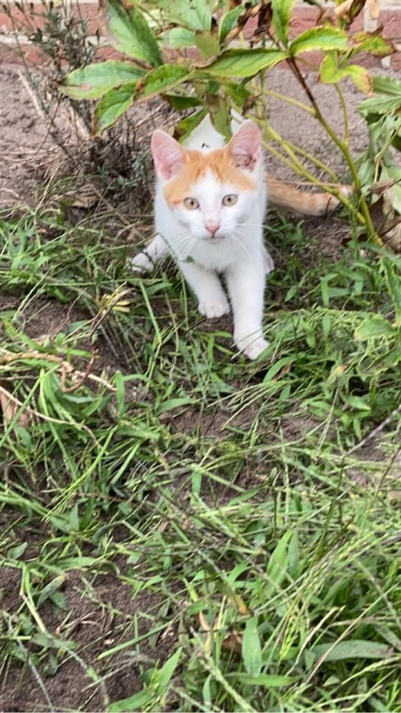 Mai Kätzchen / Kitten