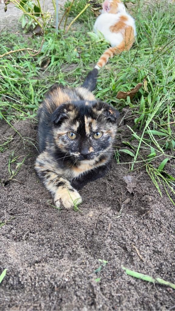 Mai Kätzchen / Kitten