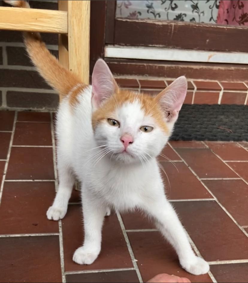 Mai Kätzchen / Kitten