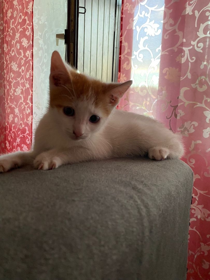 Mai Kätzchen / Kitten