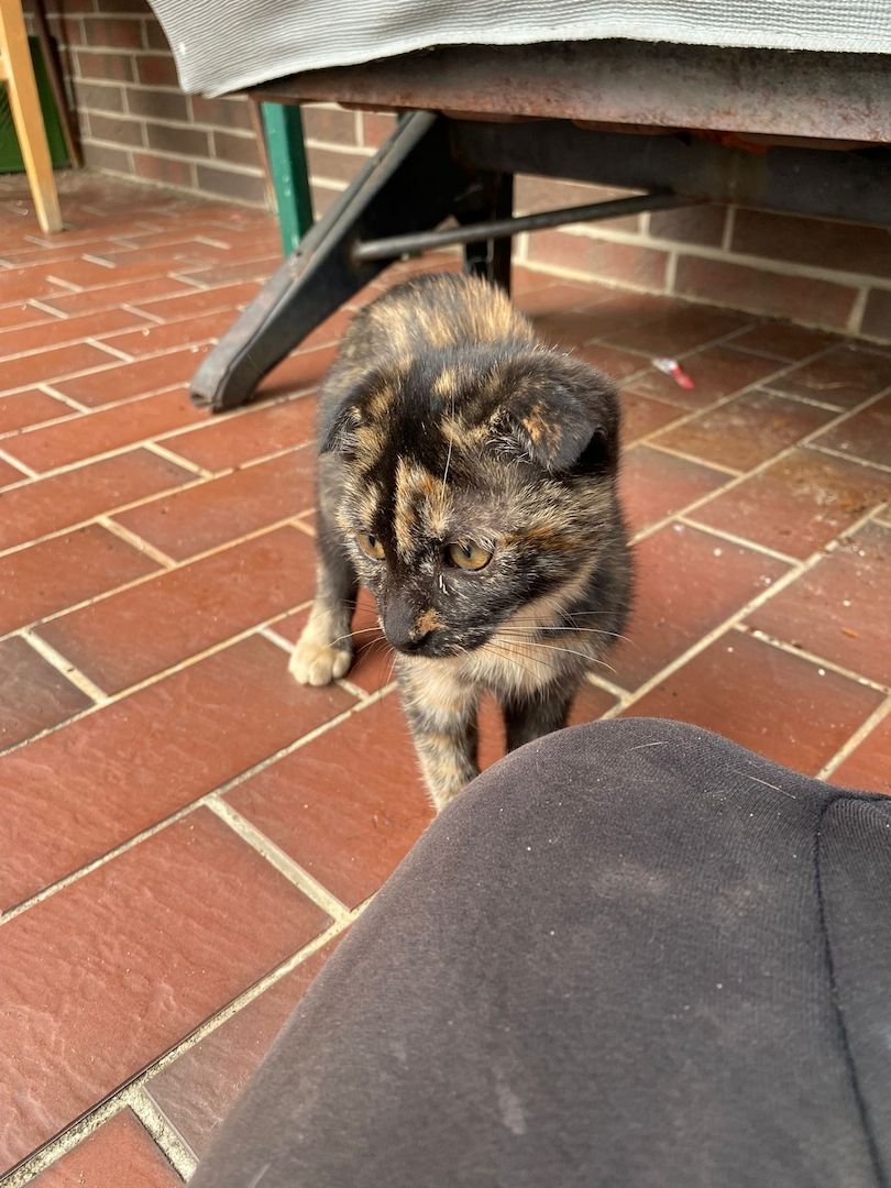 Mai Kätzchen / Kitten